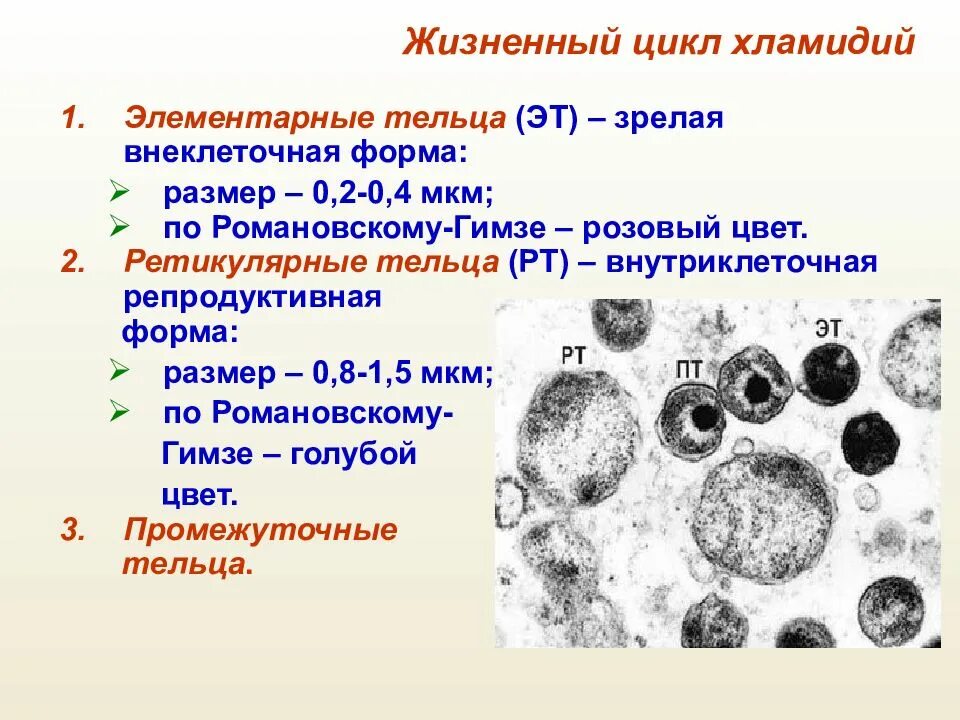 Элементарное тельце хламидий