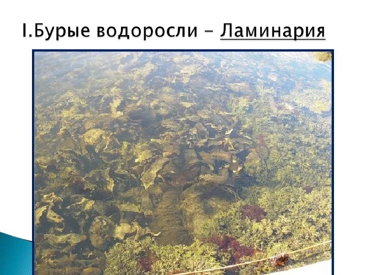 Бурые водоросли белого моря. Водоросли белого моря ламинария. Бурые водоросли на белом. Водоросли в белом море названия.