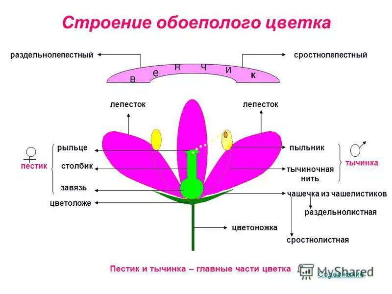 Растения с обоеполыми цветками