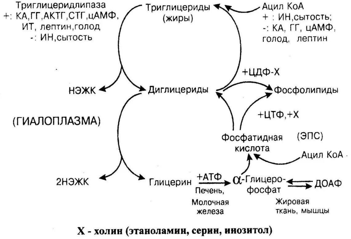 Печень расщепление жиров. Схема липолиза биохимия. Схема метаболического пути обмена жирных кислот. Тканевой липолиз биохимия схема. Синтез триглицеридов из жирных кислот.