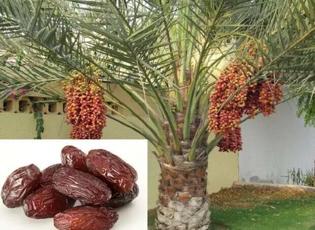 косточки финиковых пальм. как вырастить пальму из фиников. финиковая пальма росток. финиковая пальма в горшке. косточки финиковых пальм.