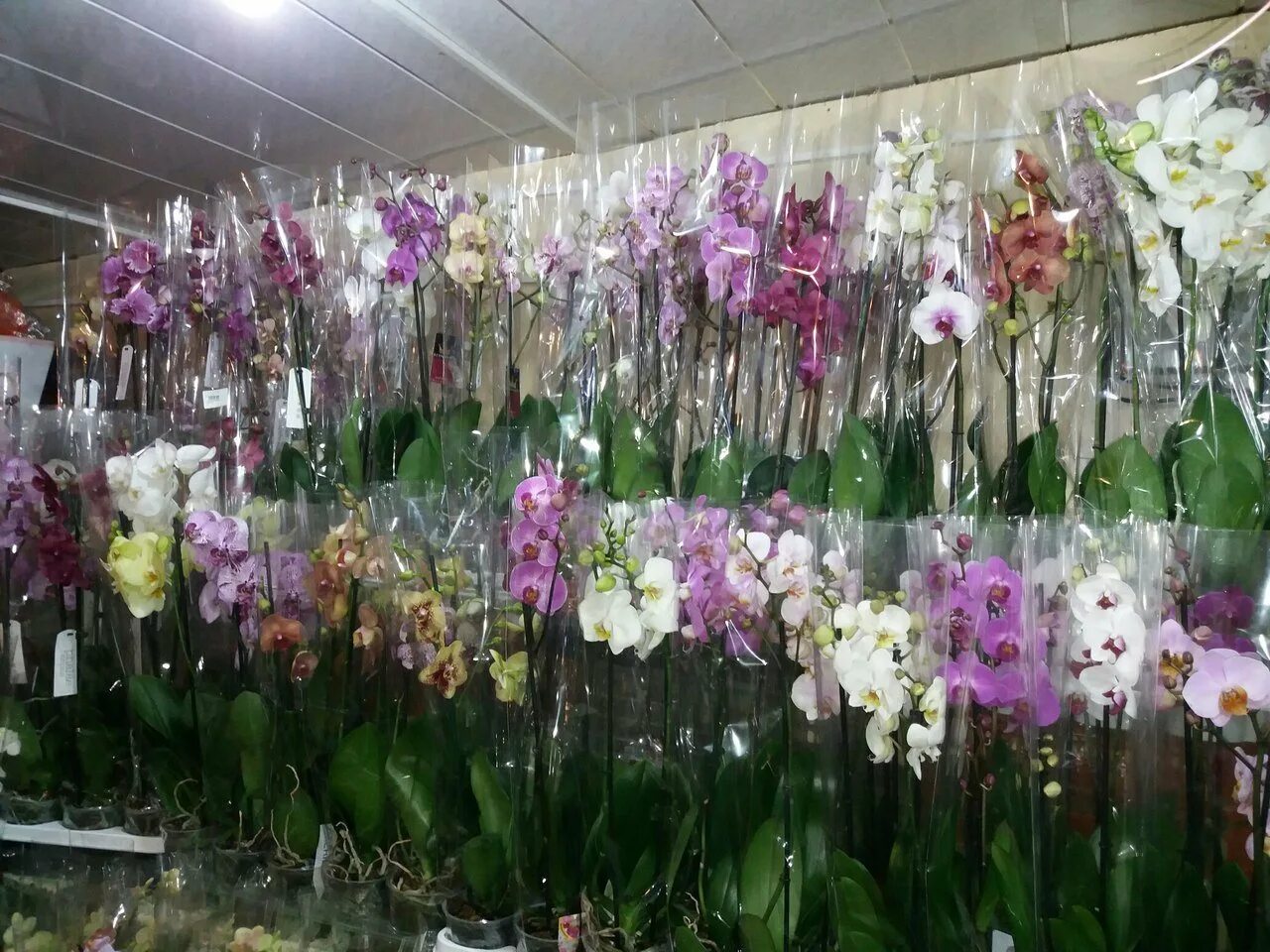 Склад jmp орхидей в москве. База jmp в москве орхидей. Фаленопсис election. Фаленопсисы опт. Орхидеи со склада.