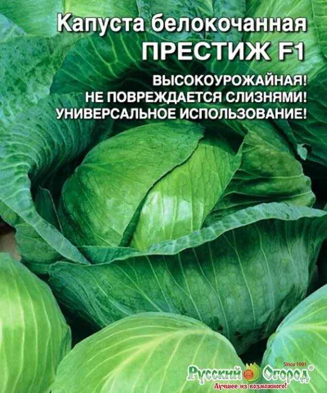 Капуста престиж f1. Сорт капусты f1 сорт престиж. Партнер капуста б/к престиж f1. Капуста престиж описание сорта отзывы. Капуста престиж сибирский сад.