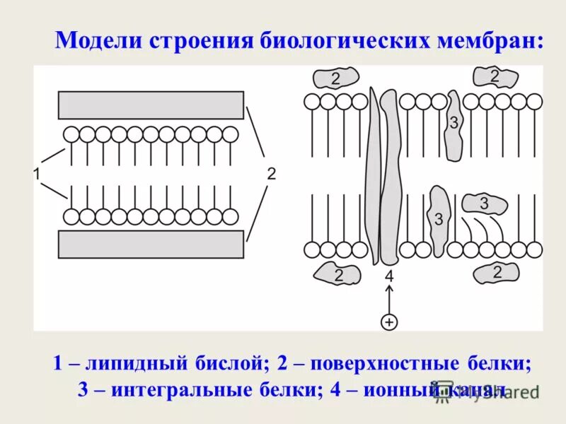 Клеточная мембрана это молекулярная структура впр физика. Схема строения биологической мембраны биохимия. Схема строения биологической мембраны физиология. Строение биологической мембраны клетки. Схема строения плазматической мембраны биохимия.