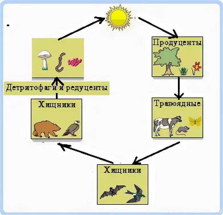 Цепь питания с круговоротом веществ. Цепь питания круговорот веществ в природе. Пищевая цепь круговорот веществ в природе. Круговорот веществ в пищевой цепи.