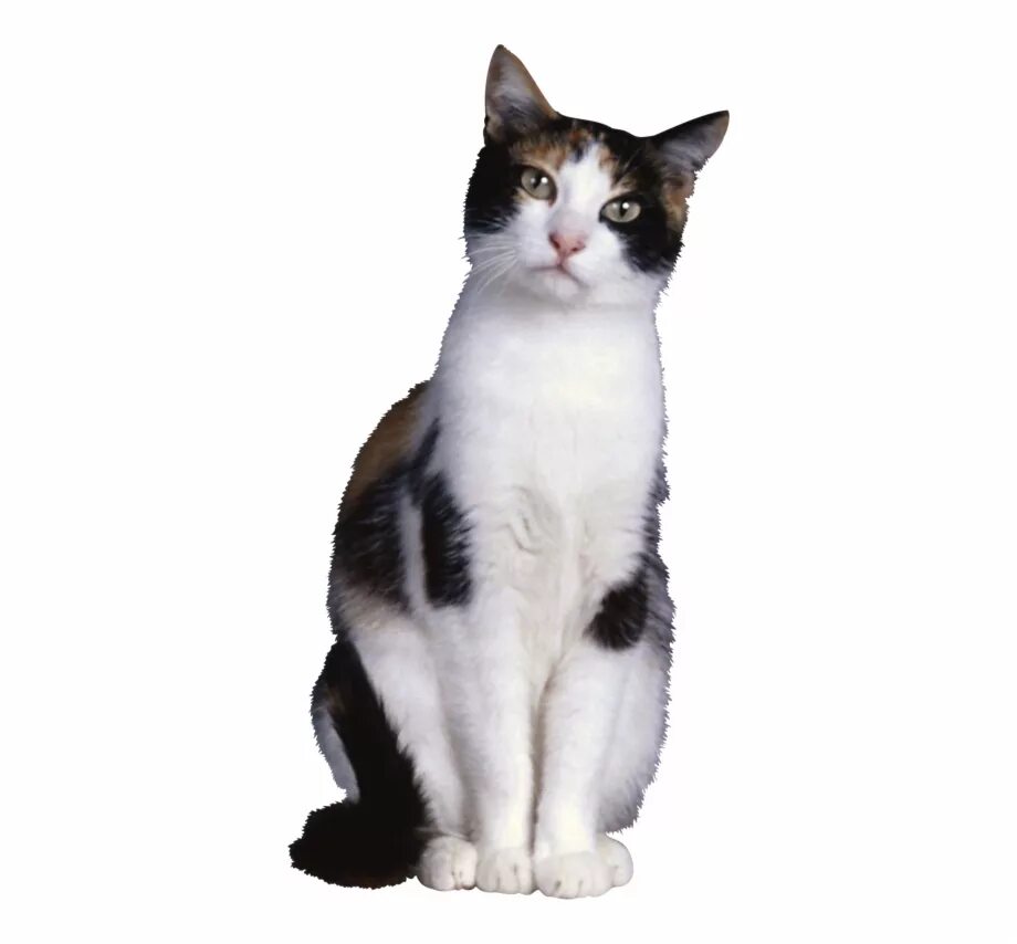 Кот png на прозрачном. Кот на прозрачном фоне. кошка на белом фоне. коты на белом фоне. кошка на прозрачном фоне.