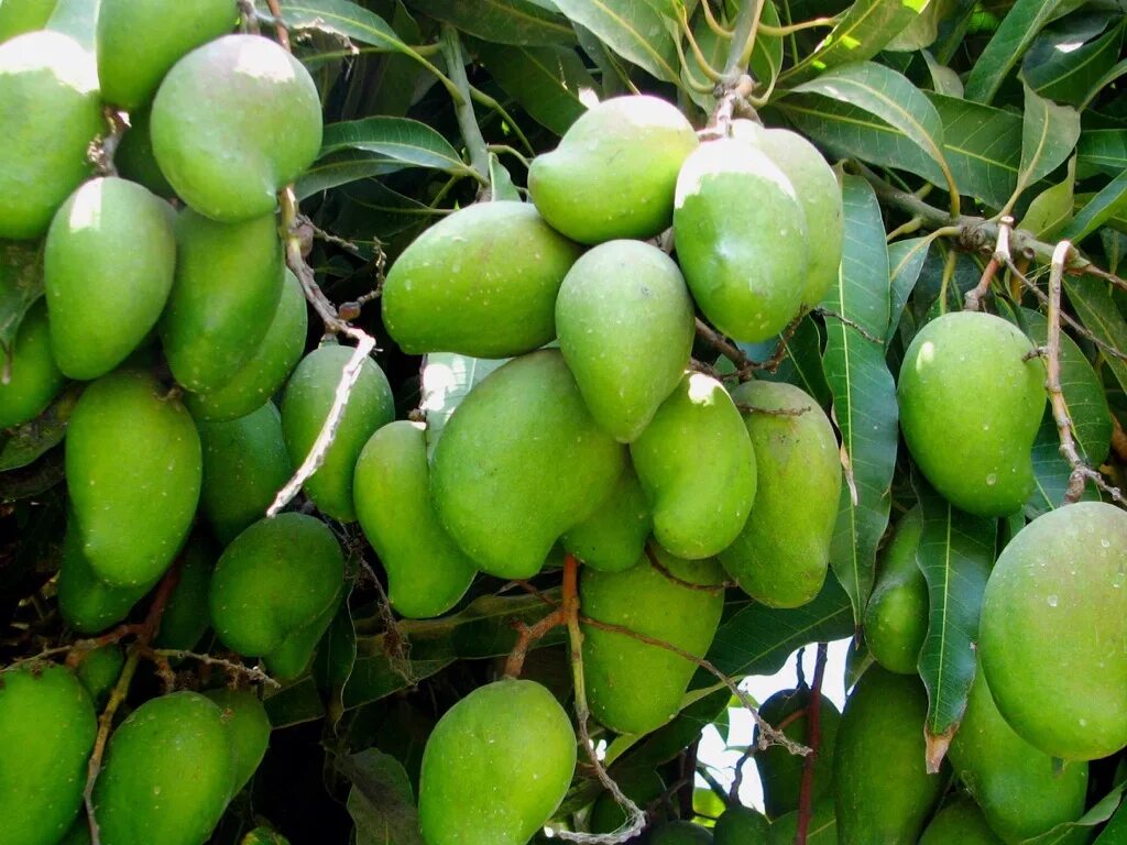Грин манго. Манго и бергамот. манго молдова. согревающий манго. holandia cveti mango.