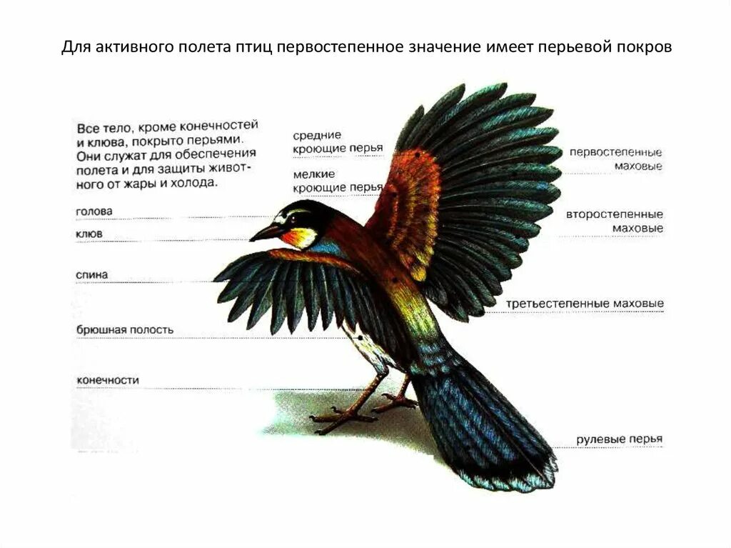 Перьевой Покров птиц. Строение покровов птиц. Перо полёта птицы. Перьевой Покров птиц схема.