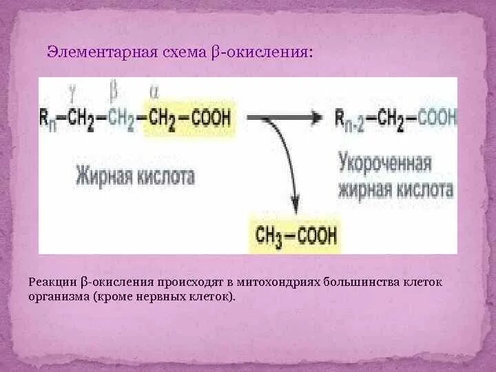 Бета окисление арахидоновой кислоты. Реакции b окисления жирных кислот. Схема бета окисления жирных кислот. Β - окисление реакции. Реакции бета окисления