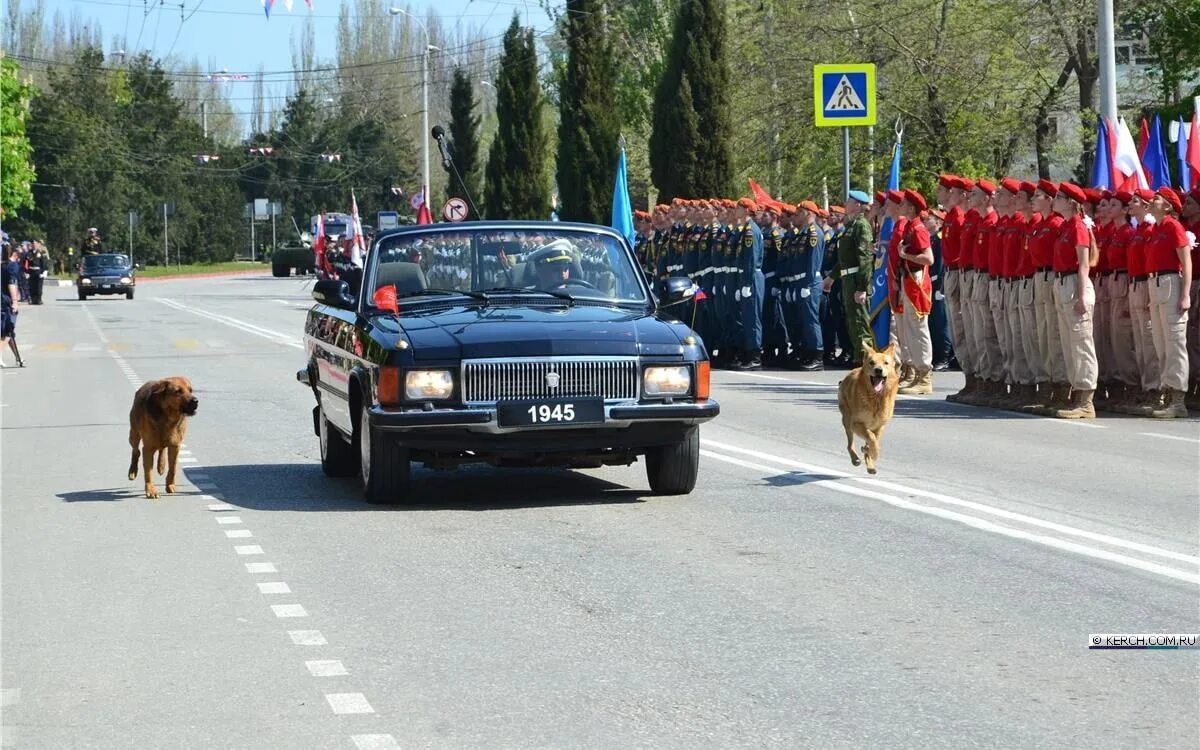 Парад собак чебоксары 2025. Собаки на параде победы. парад собак на параде победы. с днем победы собаки. парад 9 мая с собаками.
