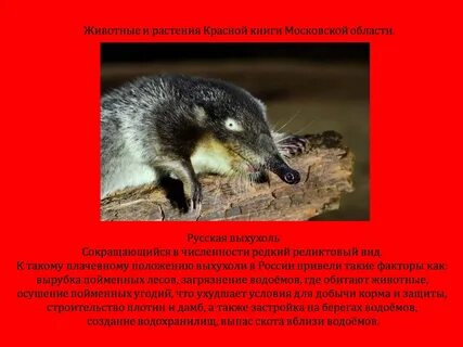 Животные москвы занесенные в красную