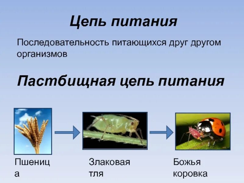 Составьте пастбищную цепь питания. Цепи питания. пастбищная сеть питания. пастбищная пищевая цепь. пастбищная пищевая цепь божья коровка тля.