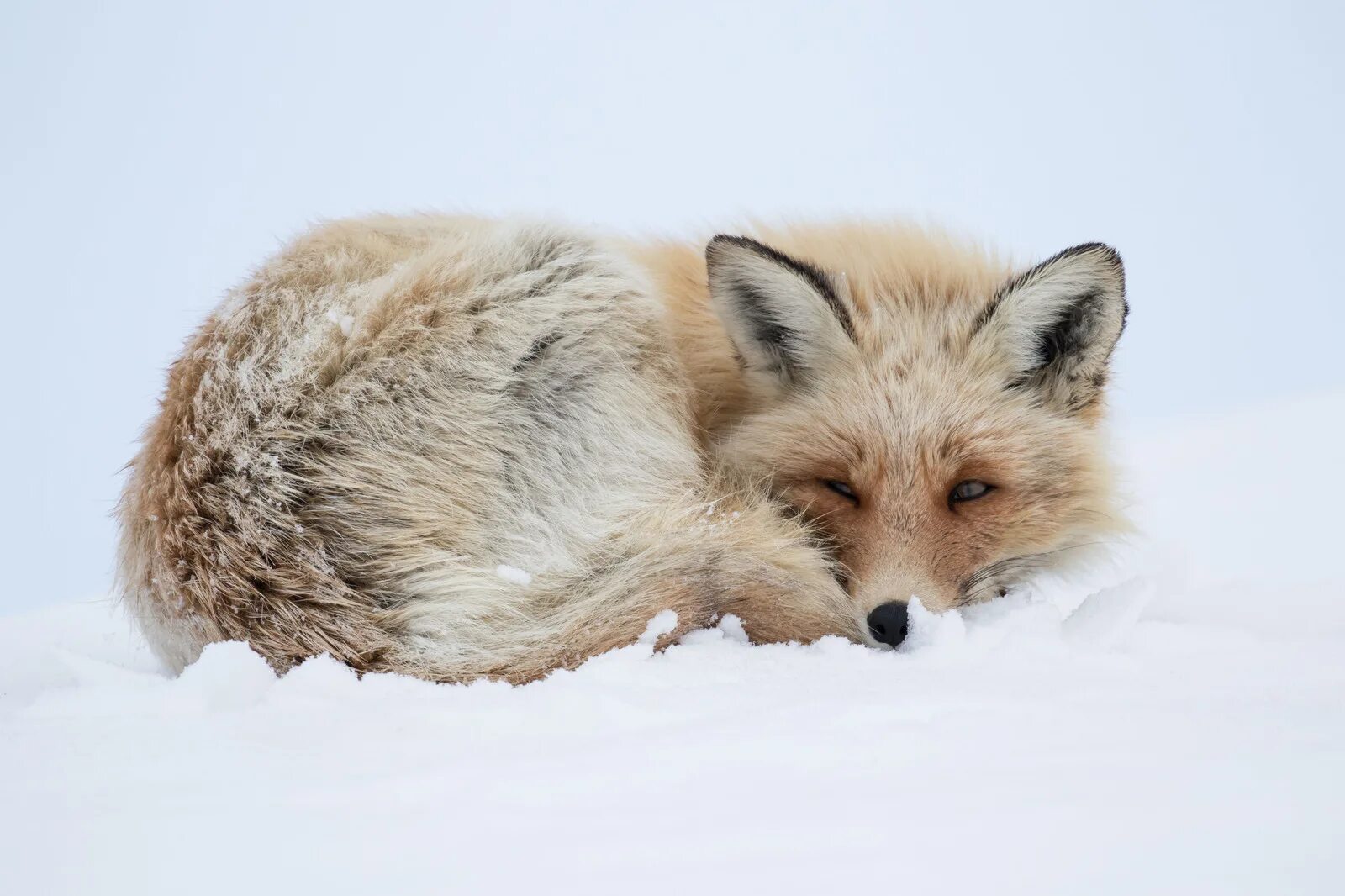 Арктическая мраморная лиса. Лисица Сахалин.