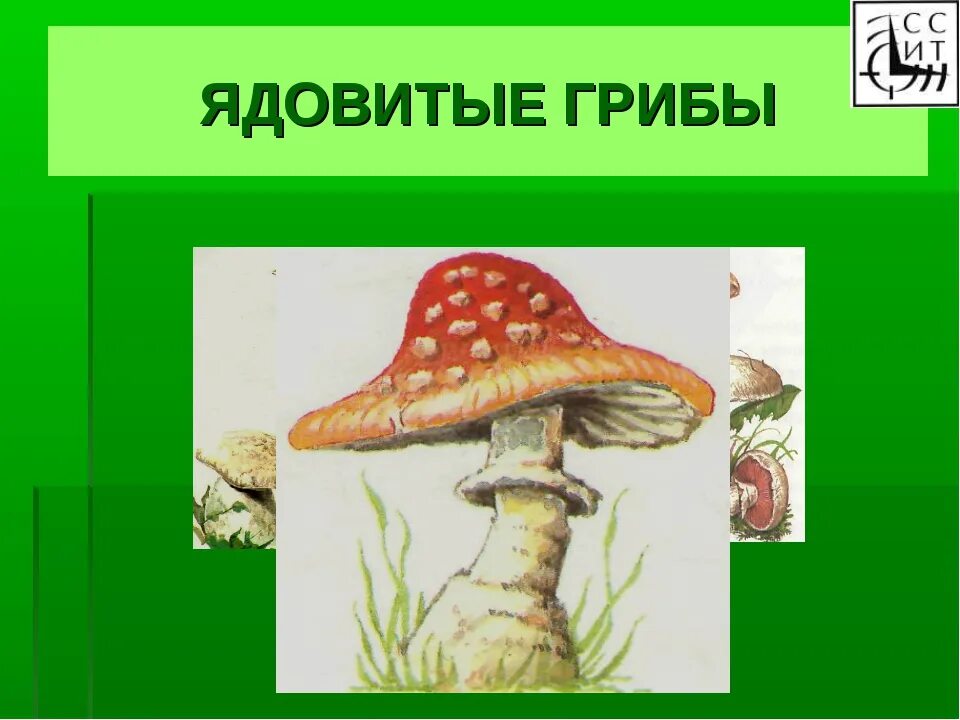 Два ядовитых гриба. Ядовитые грибы презентация. Ядовитые грибы окружающий мир. Рисунок на тему ядовитые грибы. Ядовитые растения и грибы.