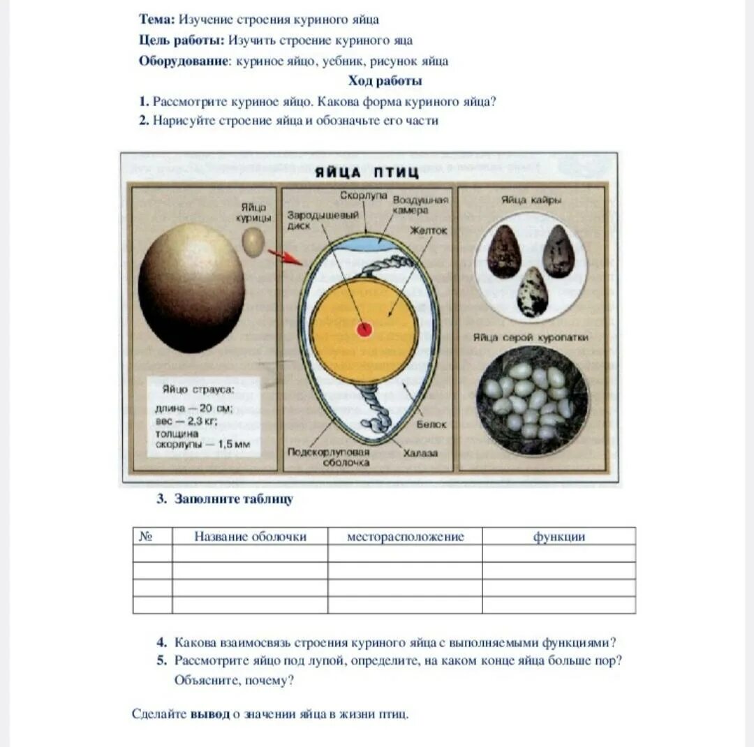 Лабораторная работа по биологии строение куриного яйца. Практическая работа изучение строения куриного яйца 7 класс биология. Лабораторная работа строение яйца и развитие зародыша птицы. Лабораторная работа по биологии 7 класс строение куриного яйца.