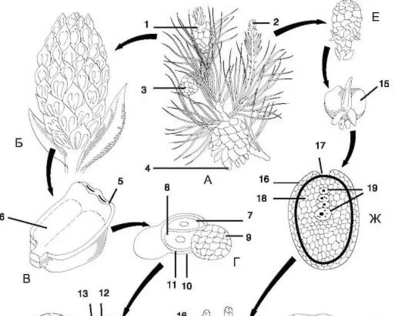 Размножение мужской шишки. Микроспора голосеменных. Семязачаток голосеменных сосны. Пыльцевое зерно сосны обыкновенной. Строение пыльцы голосеменных.