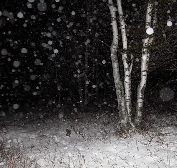 магазин лесной село малая пурга. пурга в тундре. малая пурга. площадь победы малая пурга. метель.