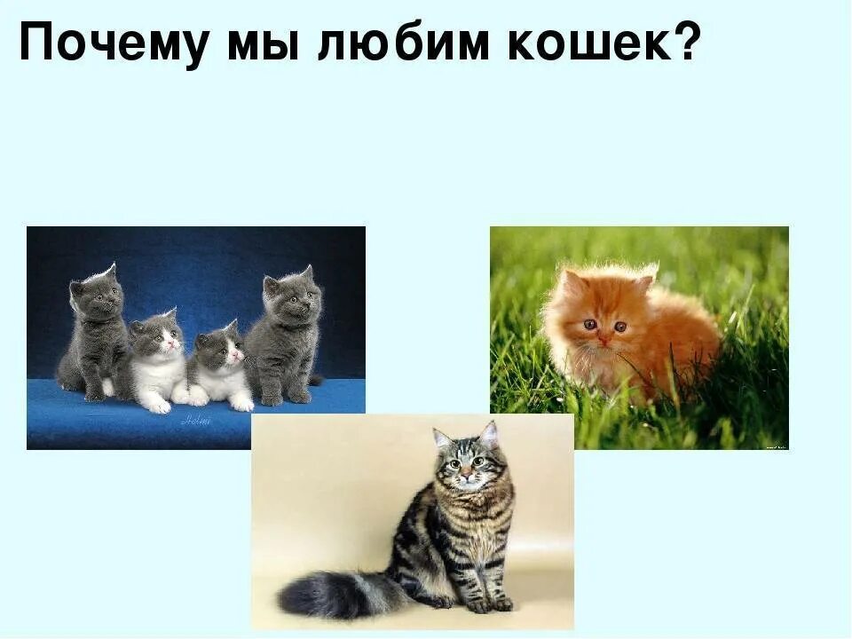 Почему людям нравятся кошки. Почему нам нравятся кошки. Почему люди любят кошек. Почему кошек не любят. Исследовательская работа что любят кошки.