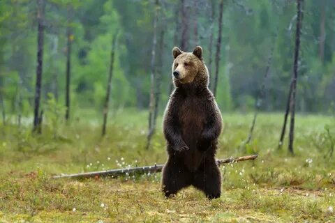 Бурый медведь стоя на задних лапах