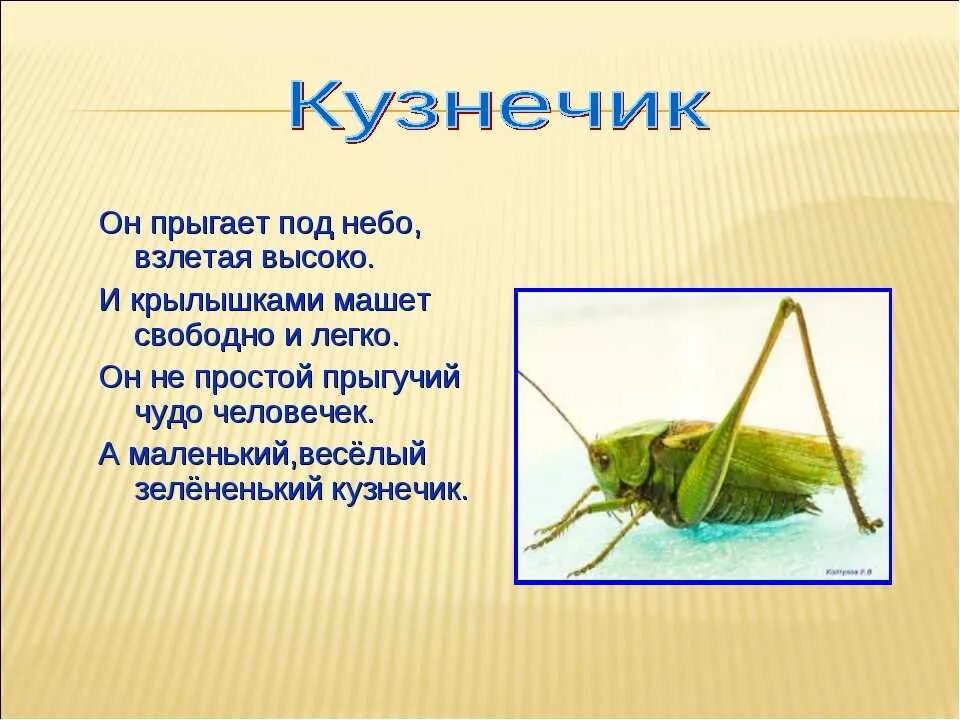 Почему кузнечик имеет такую окраску. Стихи про насекомых для детей. Стихотворение про кузнечика. Загадки на тему насекомые. Стих про кузнечика.