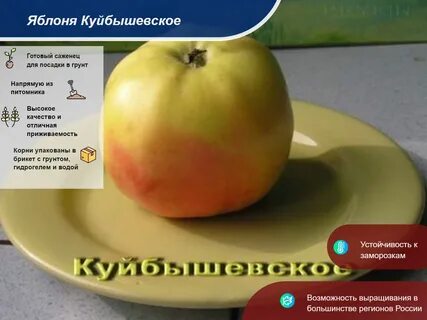 Яблоня куйбышевская описание фото