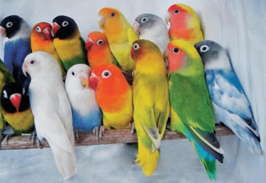 Попугайчика волнистого попугайчика. Каких цветов попугай. Сливоголовый кольчатый попугай. Каких цветов попугай. Волнистый попугайчик.