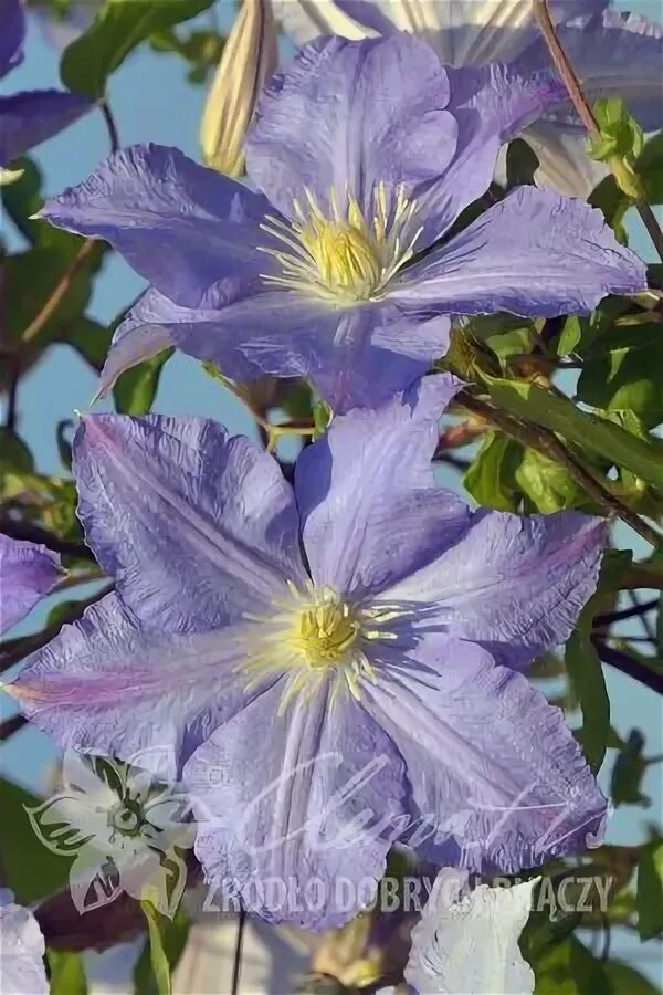 Encyclopaedia - Clematis - Źródło Dobrych Pnączy