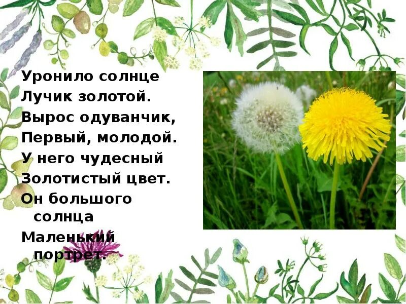 Уронило солнце лучик золотой вырос. Уронило солнышко лучик золотой. Высотская одуванчик. Уронило солнце лучик золотой вырос одуванчик. Вырос одуванчик.