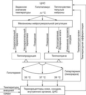 Схема регуляции человека