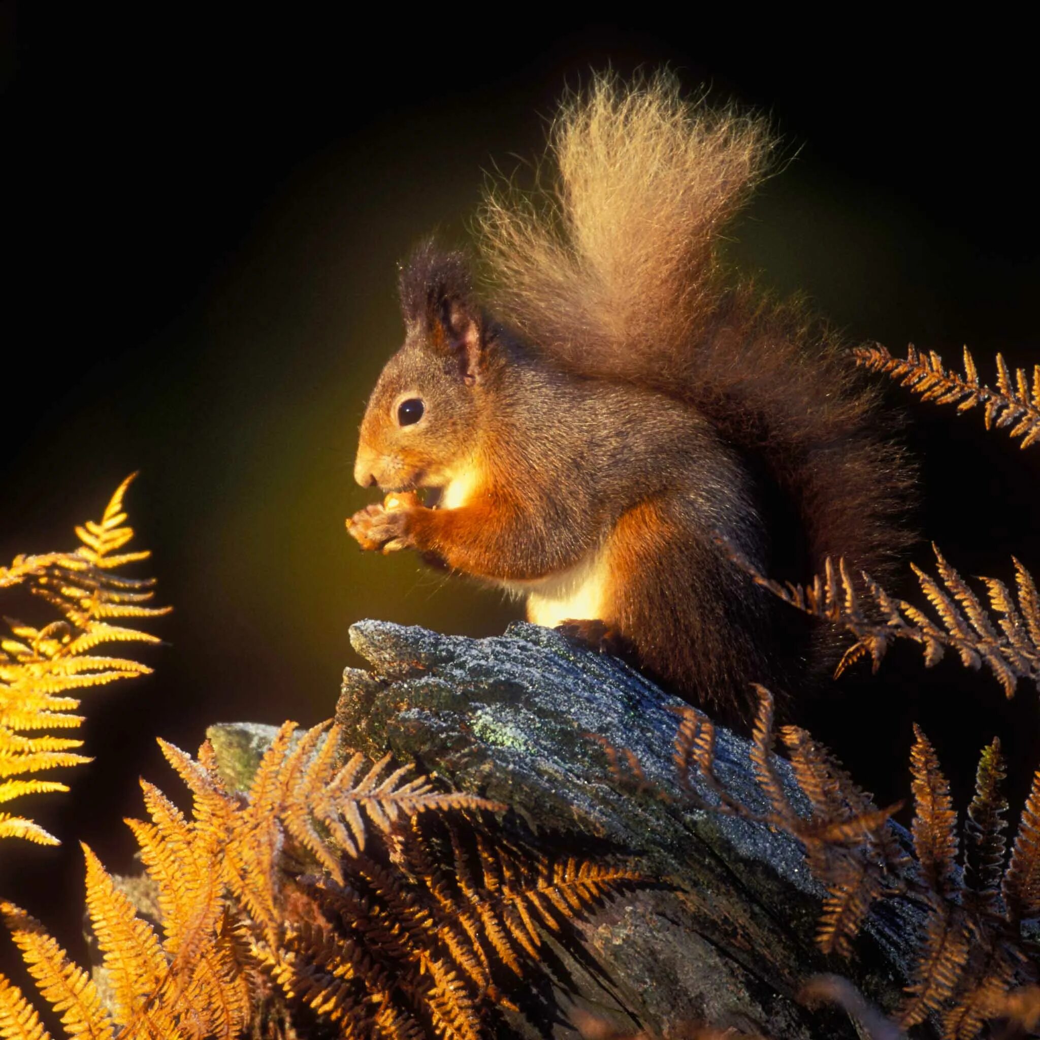 белка 3д модель. м белка 3. м белка 3. м белка 3. карабин белка 3.