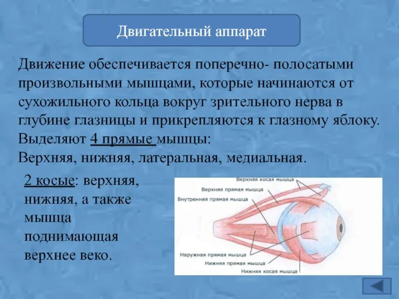 Ресничная мышца глаза функции. Двигательный аппарат глаза. Двигательный аппарат глаза функции. Вспомогательный аппарат глаза мышцы. Двигательный аппарат глазного яблока.