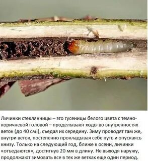Стеклянница как бороться