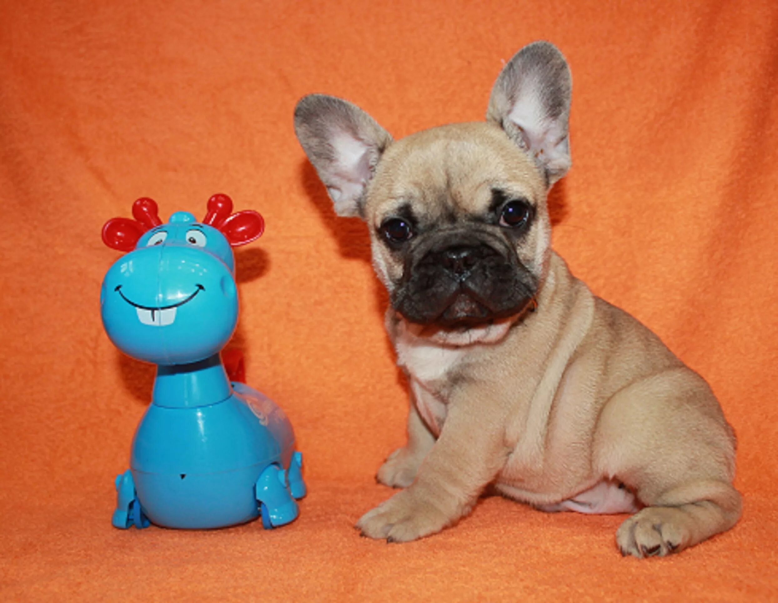 авигдорс питомник французских бульдогов. французские бульдоги питомник джута хаус. французский бульдог мини питомник. французский бульдог мини питомник. бульдог тамбов.