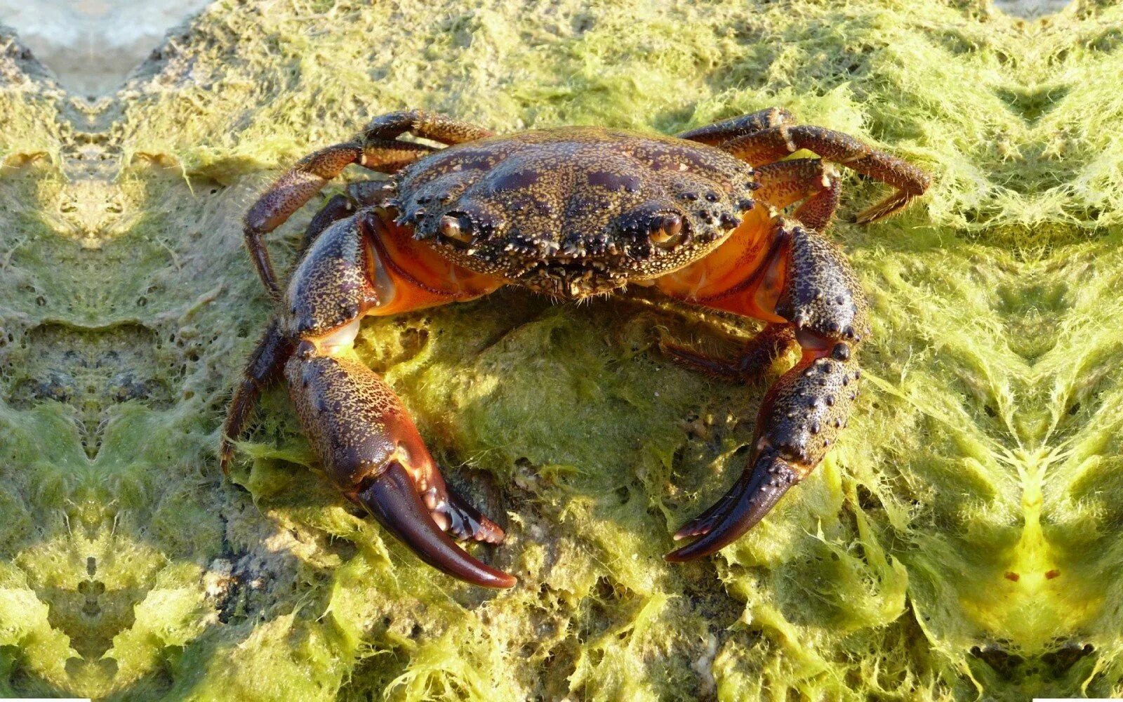 Краб пресмыкающиеся. Краб Краснюк черное море. Черноморский краб Тарпан. Черноморский краб Краснюк. Большой каменный краб черного моря.