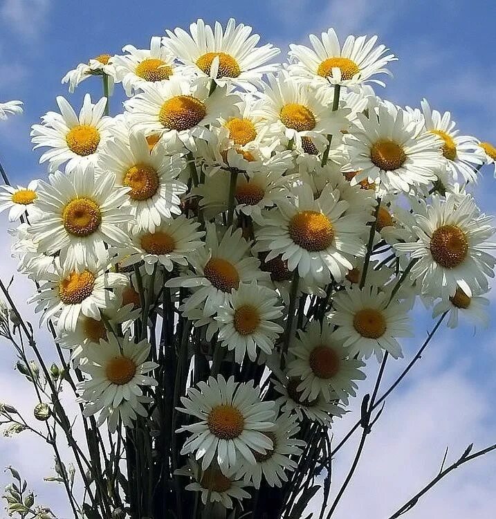 подружка ромашка. ромашка с пожеланиями. подружка ромашка. подружка ромашка.