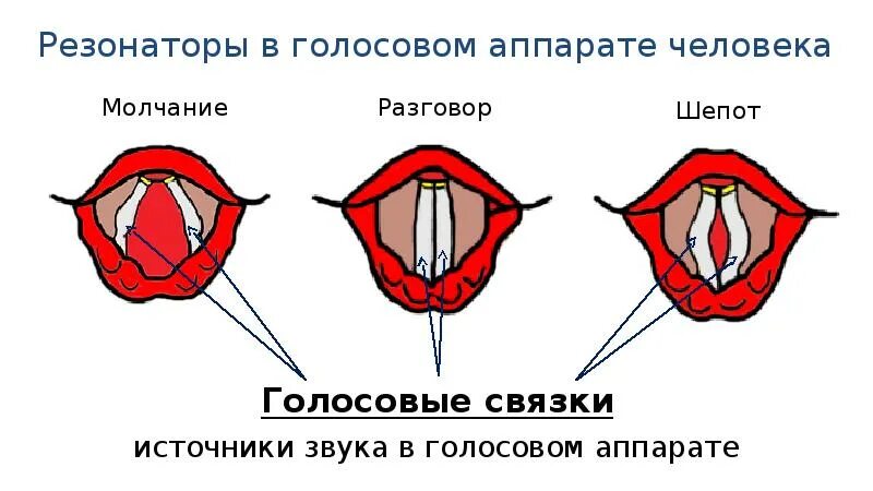 Положение голосовых связок при разговоре. Резонаторная система голосового аппарата. Строение резонаторных полостей. Строение голосового аппарата. Резонаторы в голосовом аппарате человека.