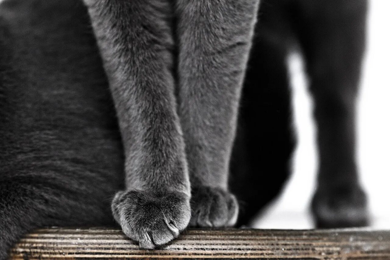 Лапа кота. Кошачья лапка. Кошачьи лапки картинки. Серая лапа кота. Фотография лапки
