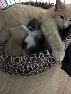 Кошка окотилась