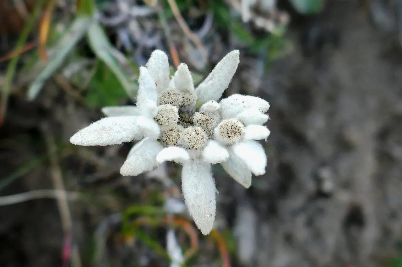 Эдельвейс Курильский. Горный Эдельвейс. Edelweiss Alpine Flower. Leontopodium alpinum.