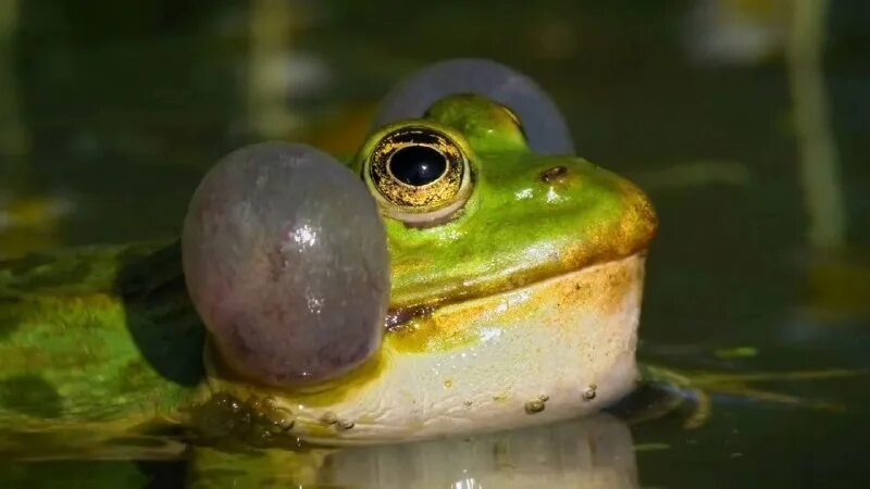 приколы про аварцев фото. авар приколы. на аварском 7777 лягушек квакали под мостом. убежать догнать влюбиться фильм 2015 постер. 888 лягушек на аварском.