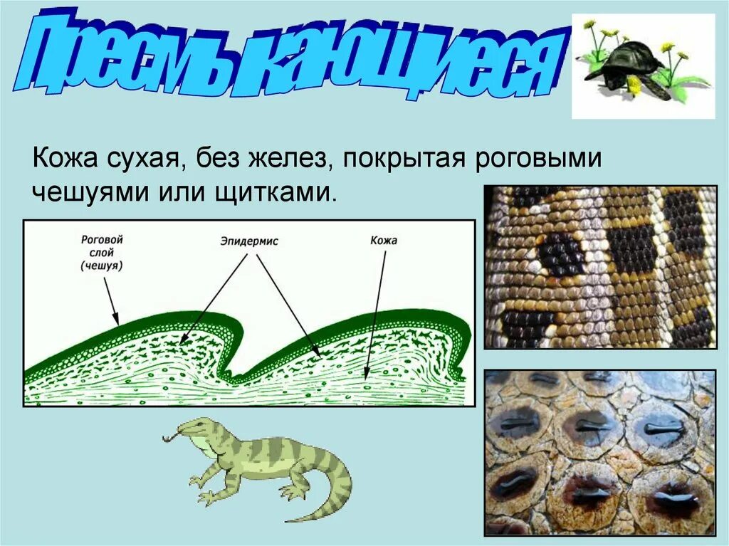 Строение покровов тела пресмыкающиеся. Покров тела пресмыкающихся 7 класс. Покров тела пресмыкающиеся 7 класс биология. Покровы тела класс пресмыкающиеся 7 класс. Кожный Покров земноводных 7 класс.