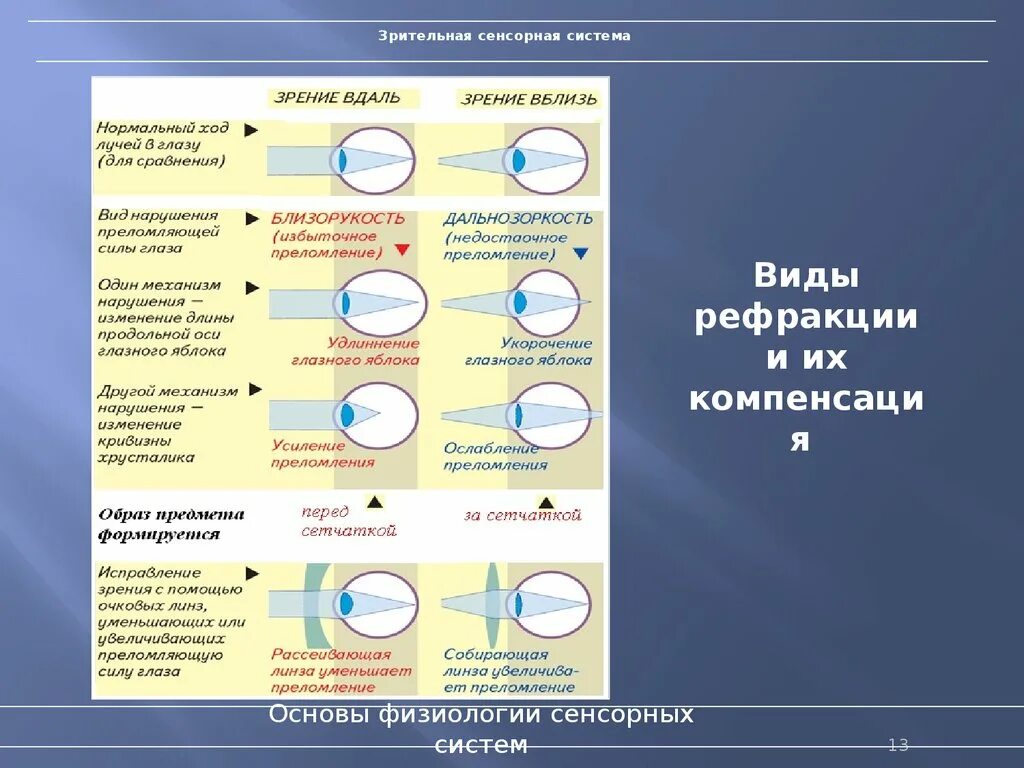 Уровни сенсорных систем. Строение зрительной сенсорной системы. Строение зрительной сенсорной системы схема. Зрительный анализатор строение ЕГЭ. Структура зрительной сенсорной системы.