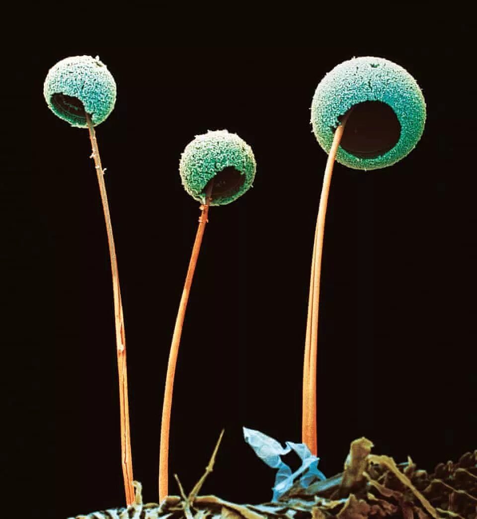 Прорастающие споры гриба. Грибы аспергиллус. Грибок аспергиллус. Спора грибница под микроскопом. Микроскопические грибы fungi.
