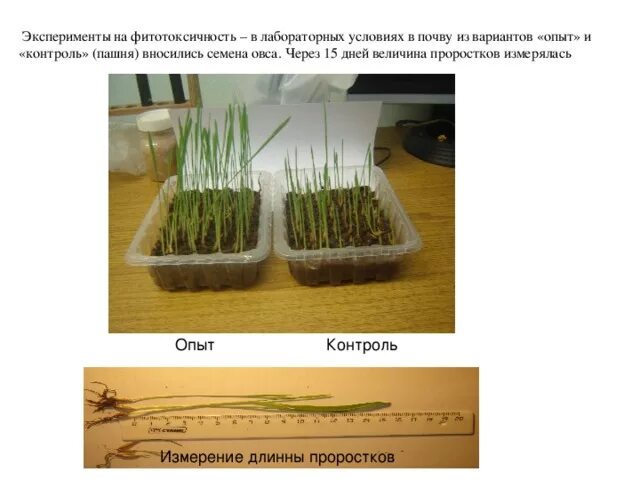 Влияние какого условия развития проростков. Фитотоксичность почвы. Эксперимент выращивание растений. Выращивание овса. Всходы овса.