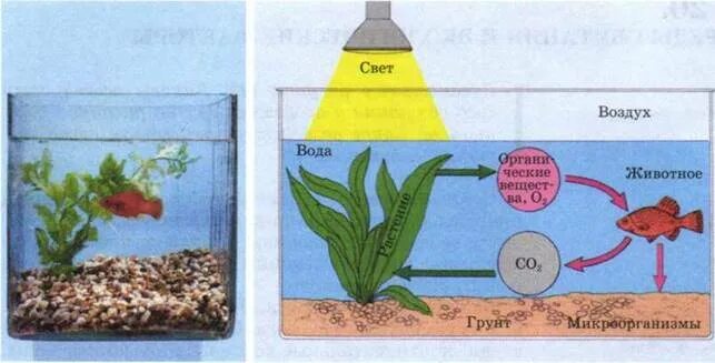 Определите какие организмы живут в аквариуме лабораторная. Экосистема аквариума. Аквариум искусственная экосистема. Искусственные экосистемы примеры аквариум. Экосистема аквариума схема.