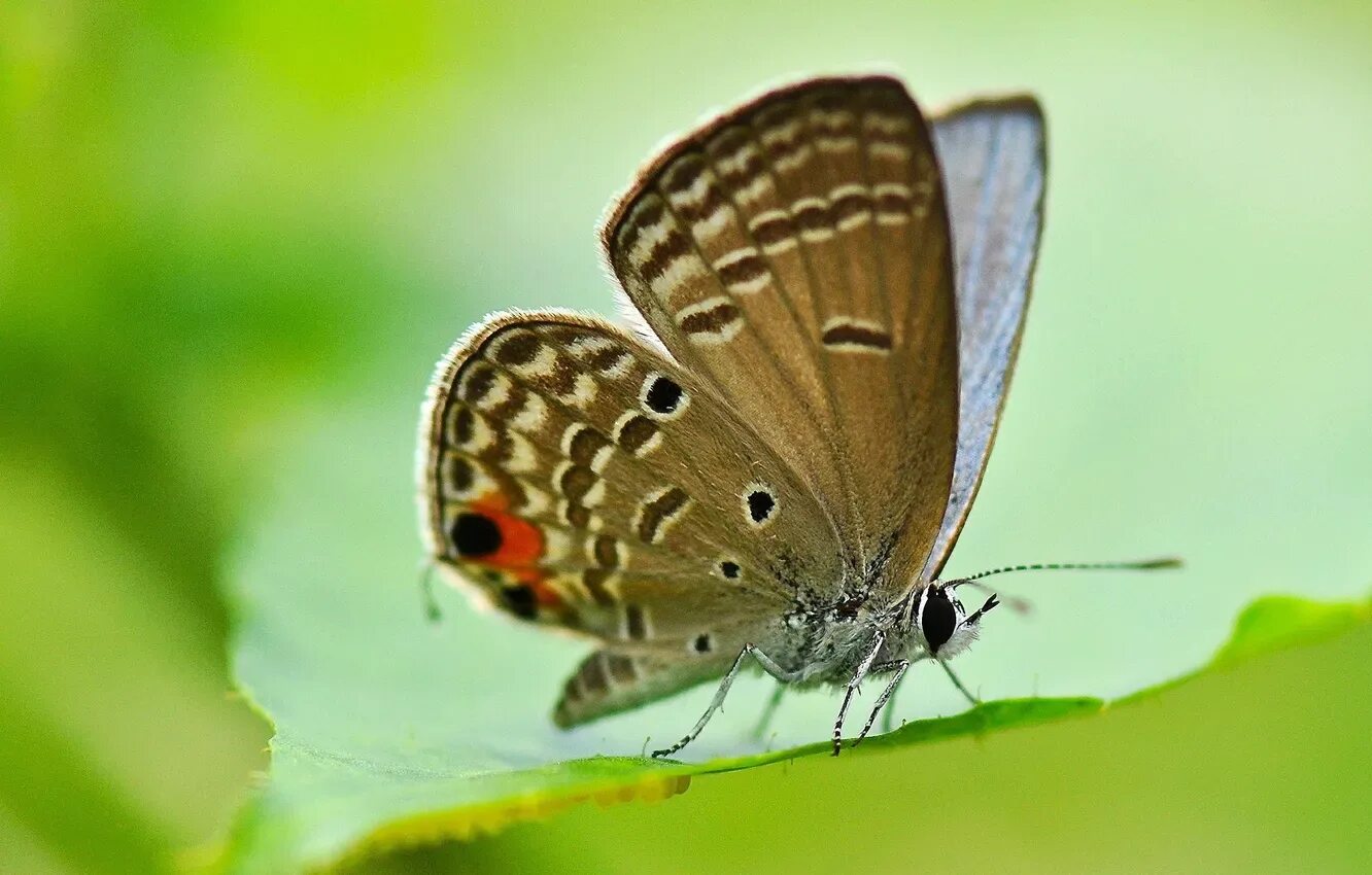How to Attract Butterflies to your Garden Hidden Hills Garden