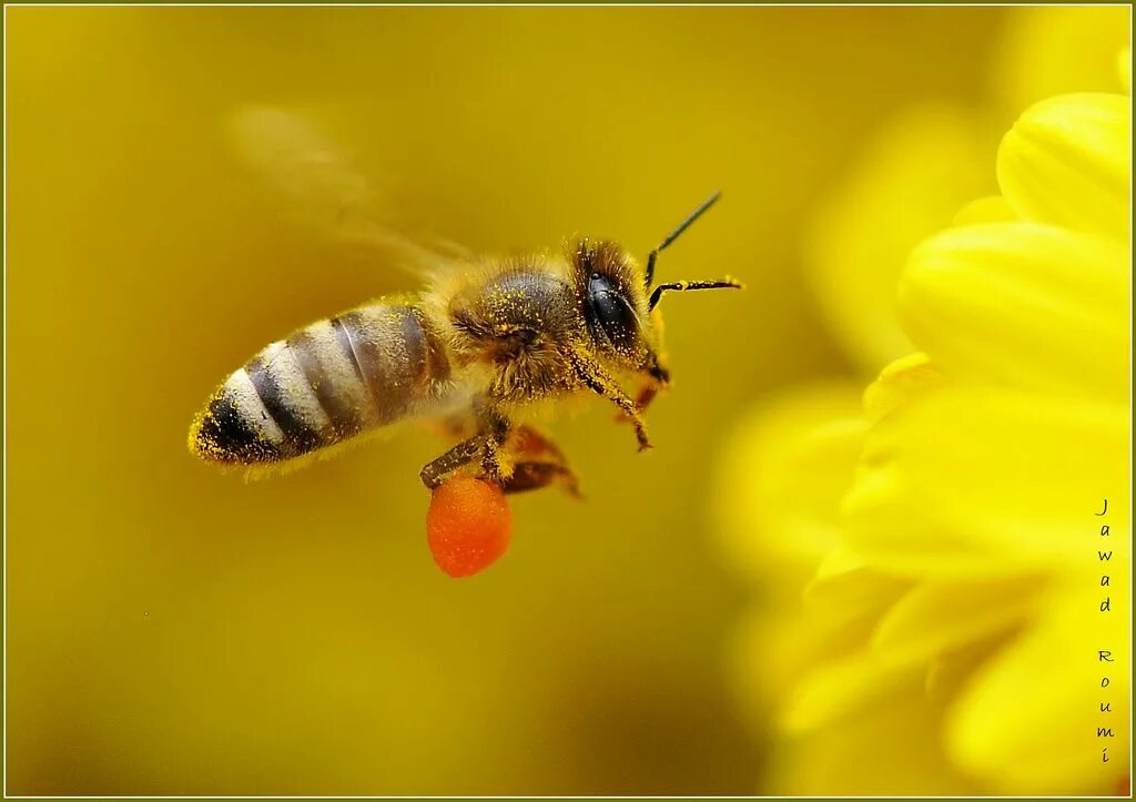 Bee fly. Пчёлы настоящие. Пчела настоящая. Пчела сбоку. Пчела настоящая красивая.