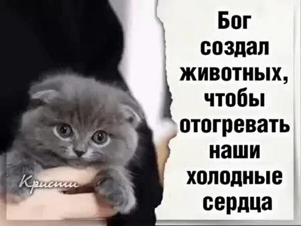 Для того чтобы животное не. Бог создал животных чтобы отогревать наши холодные. животные созданы для того чтобы отогревать наши холодные сердца. бог создал животных. бог создал животных чтобы отогревать наши холодные сердца картинки.