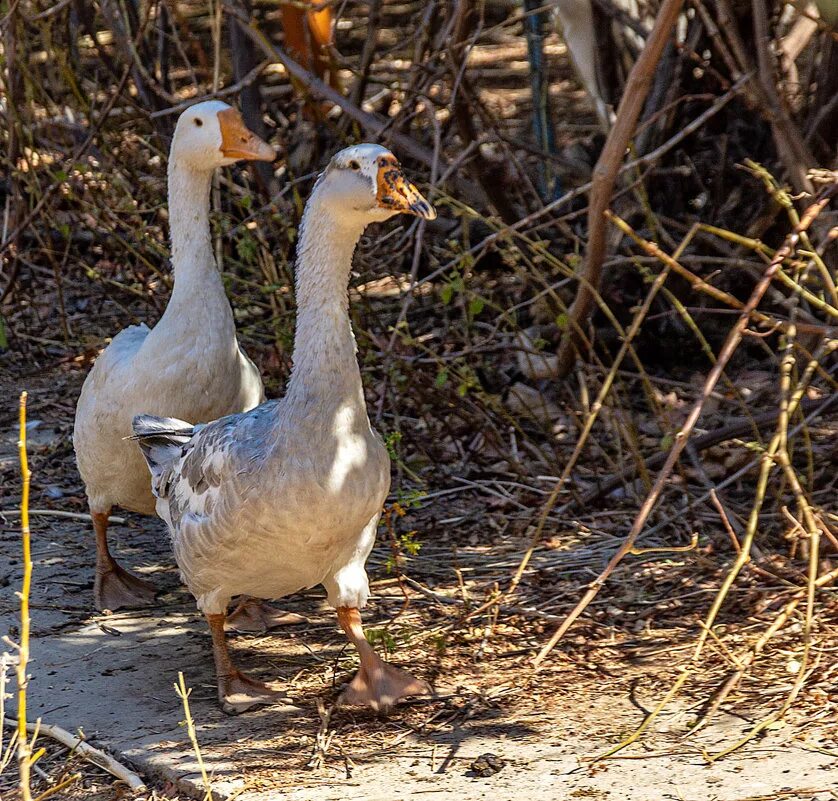 Серый и белый гусь на белом фоне. Два гуся. Два гуся картинки. Два гуся рядом. Серый и белый гусь.