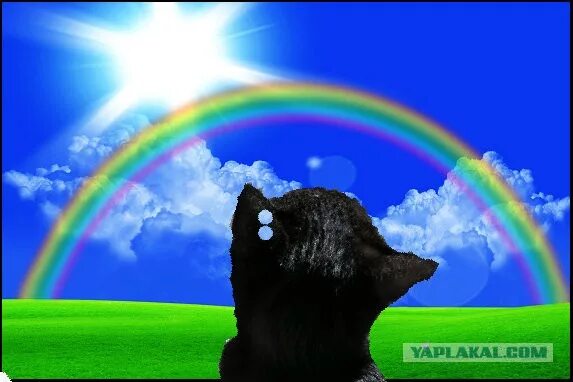 собака на радуге стихи. собака на радуге. беги на радугу. собака бежит по радуге. убежала на радугу.